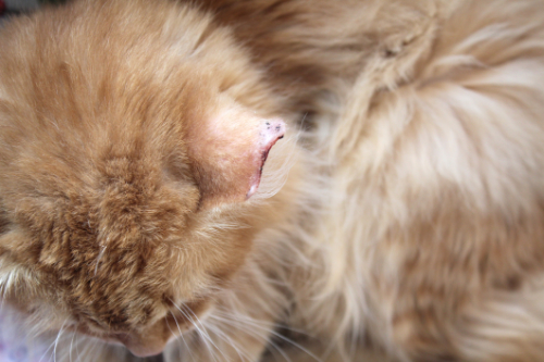 Een plaveiselcelcarcinoom, een tumor aan het oor van een kat.