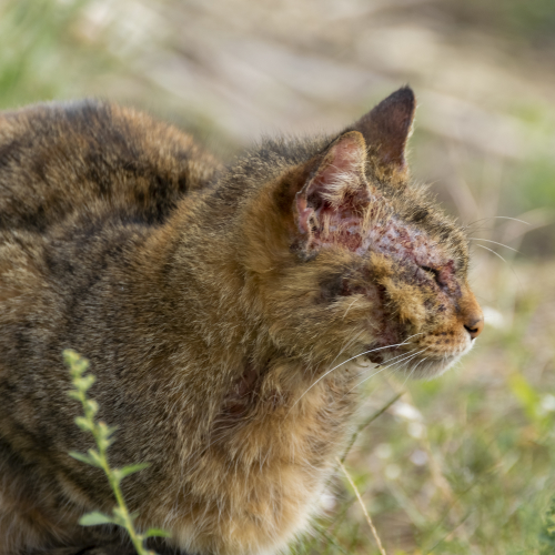 Korstjes op het oor van je kat kan ontstaan door een allergische reactie.