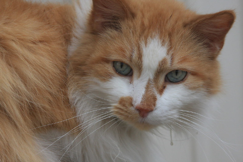 Kat is aan het kwijlen vanwege een tumor onder zijn tong.