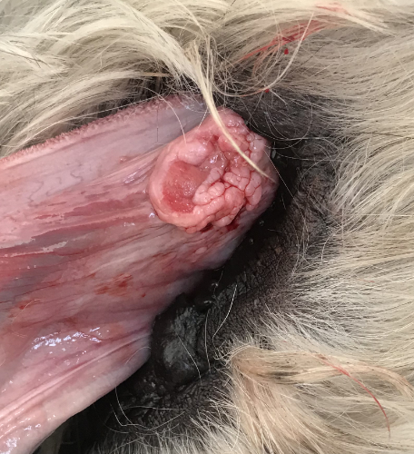 Kat met een tumor onder de tong