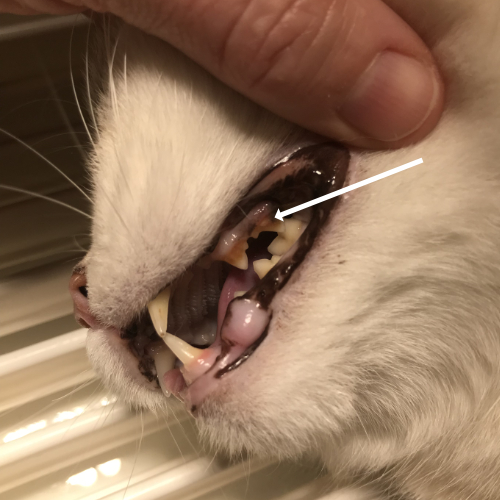 Een behoorlijke hoeveelheid tandsteen bij de kat.
