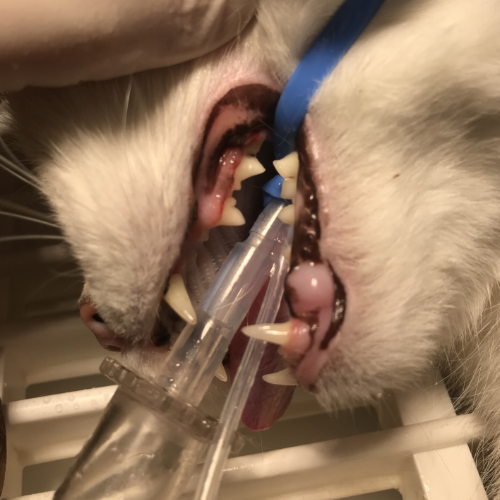Kat waarbij het tandsteen verwijderd is en de tanden weer stralend wit zijn.