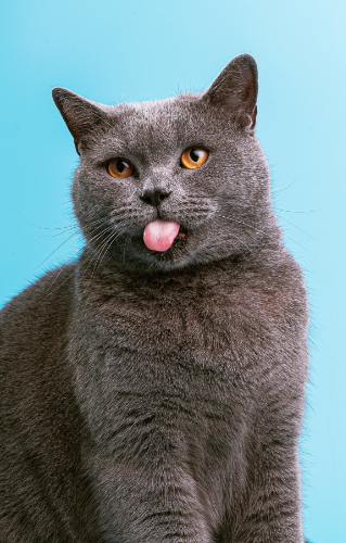 Kat houdt zijn tong uit zijn bek omdat hij misselijk is.