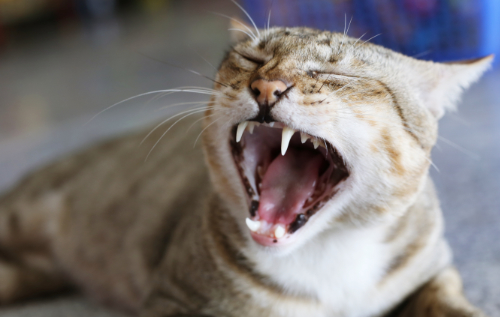 Een oudere kat kan ook tanden verliezen als gevolg van tandsteen.