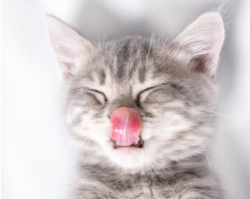 Wat heb je gezien aan de tong van je kat?