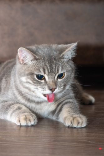 Kat met een tumor onder zijn tong steekt zijn tong uit zijn bek omdat hij er pijn aan heeft.