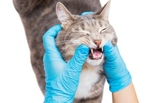 De bek van een kat wordt geopend om zijn tong te onderzoeken zodat de oorzaak van de pijn gevonden kan worden.