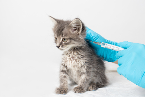 Kat krijgt een vaccinatie tegen niesziekte. Op die manier krijgt deze kat geen ontstoken tong meer.