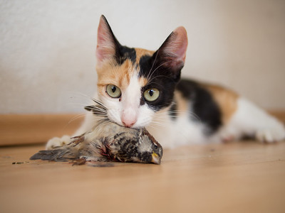 Kat heeft een vogel gevangen en heeft daardoor bloed op zijn tandvlees.