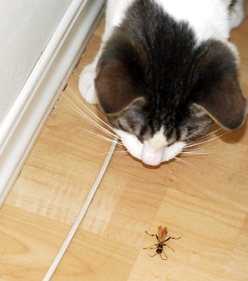 Kat kijkt naar een grote wesp. Deze kan ervoor zorgen dat zijn onderlip dik wordt.