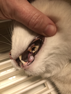 tandsteen bij de kat kan ontstekingen in de bek van een kat veroorzaken met een dikke lip tot gevolg.