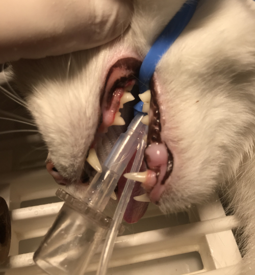 Kat heeft een buisje in zijn keel tijdens een operatie. Daarvan kan zijn miauw hees worden.