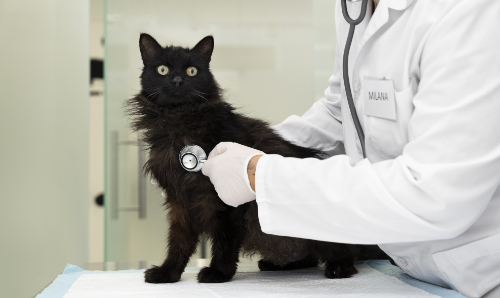 Bij een hoestende kat wordt door een dierenarts geluisterd naar zijn longen en hart om de oorzaak van het hoesten vast te stellen.