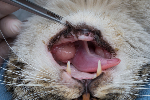 Een bult op het tandvlees bij een kat aan de tongkant van de kiezen.