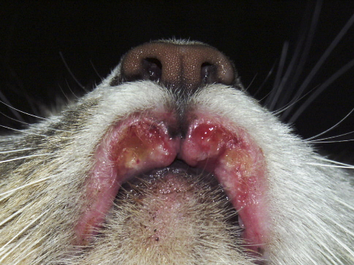Eosinofiel granuloom complex bij de kat als oorzaak van een dikke lip bij je kat.