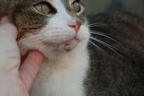 Feliene acne bij de kat zorgt voor een dikke onderlip bij de kat.
