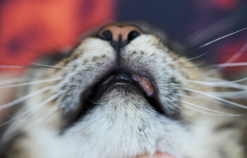 Ontstoken bovenlip bij een kat als gevolg van het eosinofiel granuloom complex.