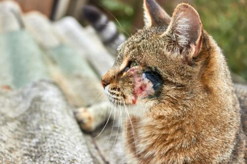 Een kale plek op de lip van een kat als gevolg van een verwonding.