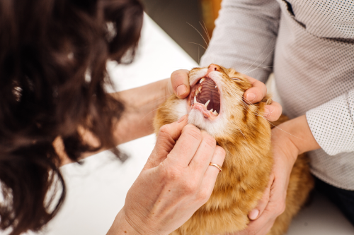 Dierenarts bekijkt de oorzaak van ontstoken tandsteen bij een kat.