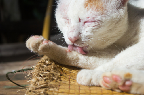 Kat met korstjes op zijn neus en dikke gezwollen oogleden als gevolg van een allergische reactie.