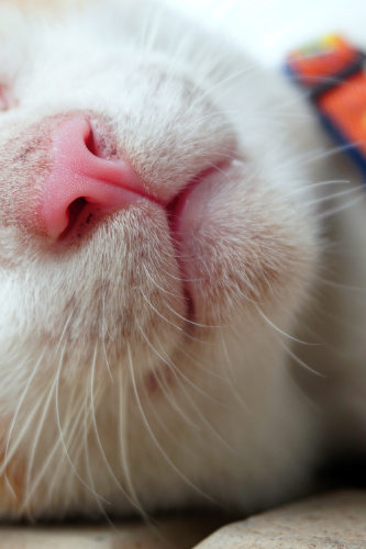 Een rode neus bij een kat als gevolg van een verhoogde doorbloeding.