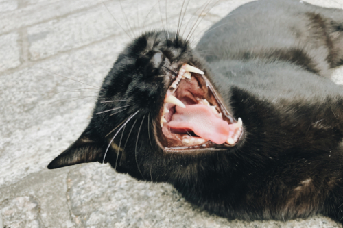 Agressie kan voorkomen bij een kat met partiële epilepsie.
