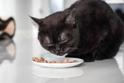 Kat heeft moeite met slikken en zit dus zielig naast zijn etensbakje.