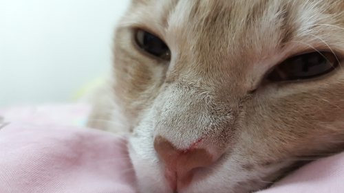 Kat heeft een wond op zijn neus als gevolg van een vechtpartij.
