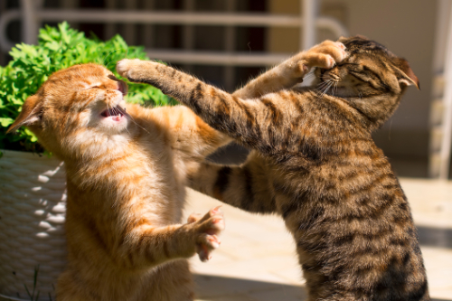Twee katers vechten met elkaar en slaan elkaar op de neus. Hierdoor ontstaat een wond op hun neus.