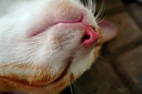 Een kat met koorts heeft vaak een donker rode neus.