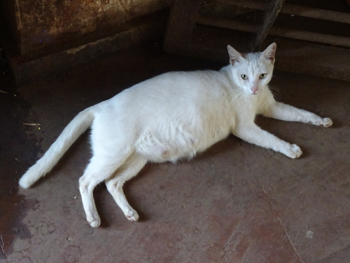 Een kat met een dikke buik en opgezette tepels als gevolg van een zwangerschap