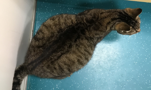 Kat met een hele dikke buik en geelzucht als gevolg van een levertumor.
