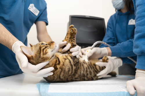Er wordt een echografie uitgevoerd om de lever van deze kat te onderzoeken.