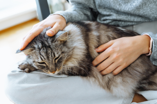 Welke klachten heeft je kat binnen in zijn buik?