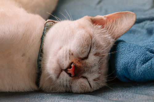 Kat met geelzucht als gevolg van bloedarmoede voelt zich uitgeput.