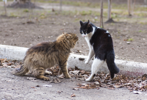 vechtende katten zijn vaak de oorzaak van een pijnlijke bult op de rug van een kat.