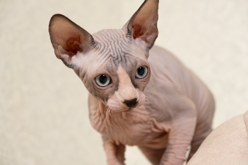 Kitten met gekleurde vlekken op zijn lichaam die goed zichtbaar zijn omdat er geen haar over heen groeit.