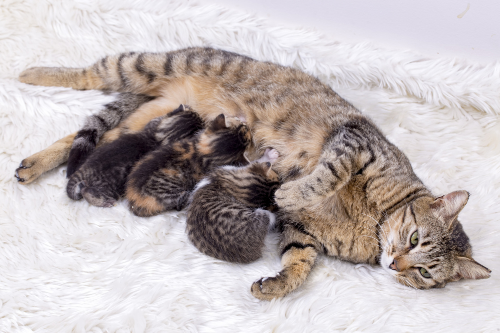 Moederpoes geeft melk aan haar kittens om op te groeien.