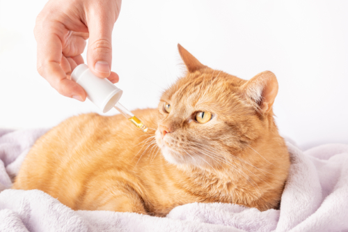 Misselijke kat krijgt medicijnen om zijn symptomen tegen te gaan.