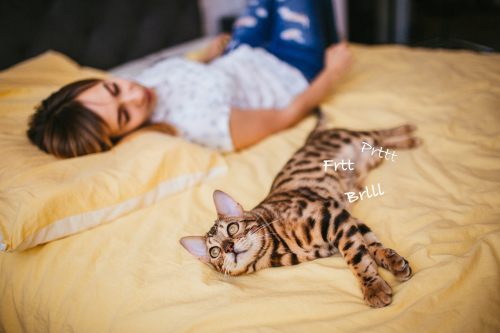 Kat ligt in bed met haar baasje, maar er komt een hoop borrelend geluid uit haar darmen