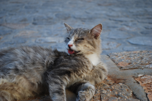 Je kat heeft jeuk op zijn borst – Hoe los je dat op?