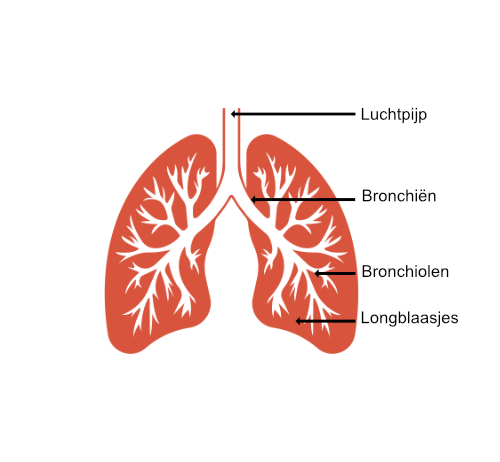 Schematische tekening van longen