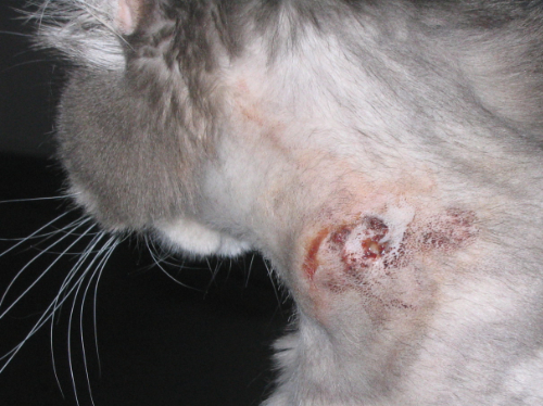 Een opengebroken abces op de borst van een kat nadat hij een wond op de borst had na een gevecht.