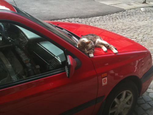 Een bult op de ribben bij een kat kan gemakkelijk ontstaan als een kat zoals hier zich tussen de auto's bevindt.