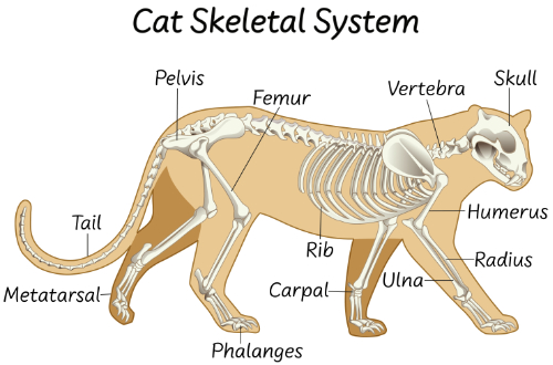 Schematische tekening van een skelet van een kat zodat je goed kunt zien waar de bult op de ribben van een kat zit.