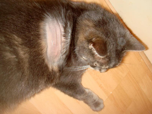 Een kaal gelikte en rode ontstoken huid op de borstkas van een kat.
