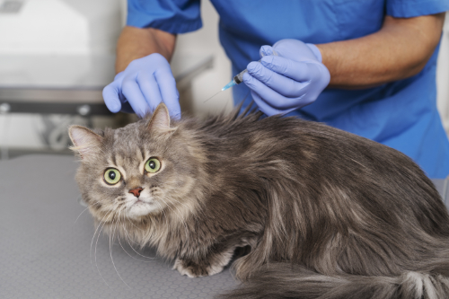 Dierenarts neemt een biopt van een tumor bij de kat om te achterhalen wat die niet pijnlijke bult op zijn rug precies is.