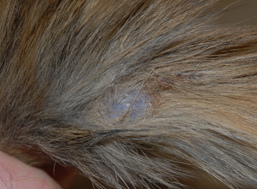 Een cyste kan een niet pijnlijke bult op de rug van je kat vormen.