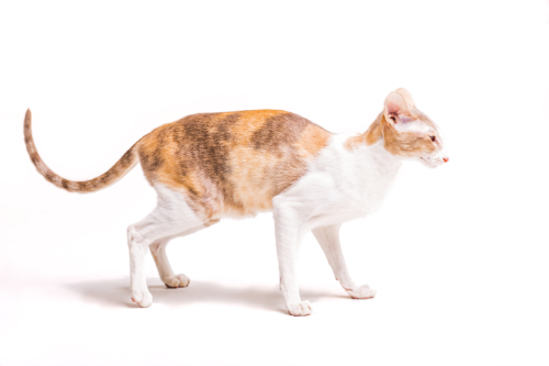 Kat met buikpijn loopt met een gebogen rug.