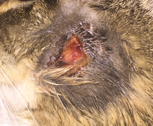 Een rode geïnfecteerde wond op de rug van een kat is nat en etterig.